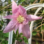 ���쉀�|�̃I���W�i���i��