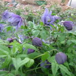 �����̔��Ԃ̍݌Ƀ��X�g