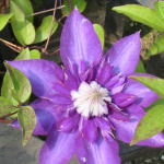 ���쉀�|�̃I���W�i���i��