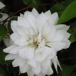 ���쉀�|�̃I���W�i���i��