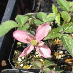 ���쉀�|�̃I���W�i���i��