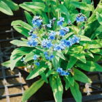 �����̔��Ԃ̍݌Ƀ��X�g