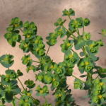 �����̔��Ԃ̍݌Ƀ��X�g