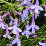 �����̔��Ԃ̍݌Ƀ��X�g