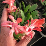 ���쉀�|�̃I���W�i���i��