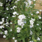 ���쉀�|�̃I���W�i���i��